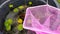 pink fishing net on a bucket filled with water and aquatic plants.