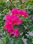 Pink flamboyant flowers in the yard