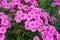 Pink flame flowers of phlox Phlox paniculata bush of flowers of Summer phlox