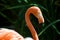 Pink flamingo