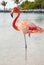 Pink flamingo