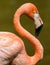 Pink flamingo