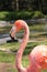 Pink flamingo