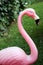 Pink Flamingo