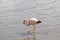 Pink Flamingo Atacama Chile