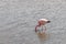 Pink Flamingo Atacama Chile