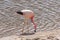 Pink Flamingo Atacama Chile