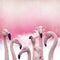 Pink flamingo background