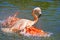 Pink flamingo bathing
