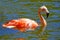 Pink flamingo bathing