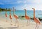 Pink flamingo on the beach, Aruba island