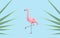 Pink flamingo bird over blue background