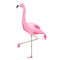 Pink flamingo bird over white background