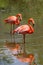 Pink flamingo birds