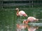 Pink flamingo birds