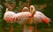 Pink flamingo birds