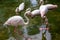 Pink flamingo birds in green water. Beautiful tropical nature photo. Flamingo bird in shallow water