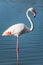 Pink flamingo, Camargue, France