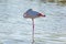 Pink flamingo, Camargue, France