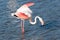 Pink flamingo, Camargue, France