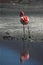 Pink flamingo in chilean lagoon