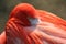 A pink flamingo cleans the feathers