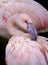 Pink flamingo close up