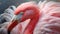 Pink Flamingo Closeup: Exquisite Avian Elegance Captured in Stunning Detail.