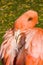 Pink Flamingo Closeup facing backyard preening feathers