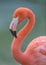 Pink Flamingo closeup portrait