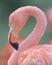 Pink Flamingo closeup portrait against green background