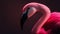 Pink flamingo on a dark background, close up, macro photography