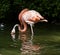 Pink flamingo drinking