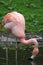Pink Flamingo drinking water