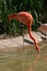 Pink Flamingo drinking water