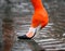 A Pink Flamingo Drinking Water Isolated