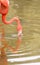 A Pink Flamingo Drinking Water with reflection