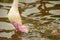 he pink flamingo drinks water from the pond, the pink beak dipped in water