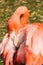 Pink Flamingo Facing backward preening feathers closeup