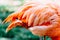 Pink Flamingo Feathers