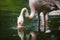 Pink Flamingo feeding in water