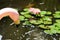 A Pink Flamingo and Flowering Lilypads `Nymphaeaceae`