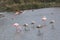 Pink flamingo flying over other flamingo birds on a lake pond