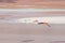 Pink flamingo flying over salt lake on the Bolivian Andes