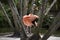 Pink flamingo in front of tree trunks preening its delicate creamy orange feathers in a natural setting