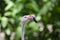 Pink flamingo with graceful neck