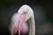 Pink flamingo with graceful neck