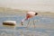 Pink Flamingo Grazing in the Shallow Saline Water of Laguna Hedionda Lake in Bolivian Altiplano, Potosi, Bolivia, South America