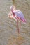 Pink Flamingo, Greater flamingo in their natural environment Phoenicopterus roseus