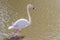 Pink Flamingo, Greater flamingo in their natural environment Phoenicopterus roseus